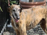 Rayban, magnifique Galgo calme et tranquille à adopter