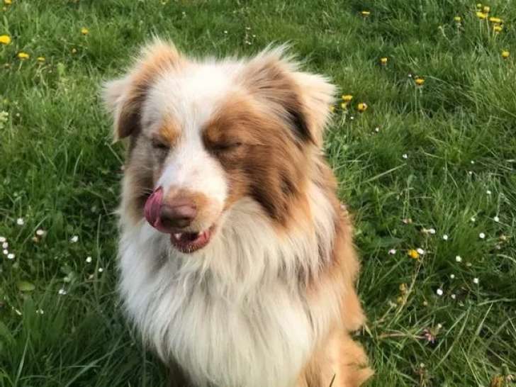 Chien adulte Berger Américain Miniature mâle LOF à vendre