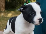 1 chiot mâle Staffordshire Bull Terrier LOF disponible à l’achat