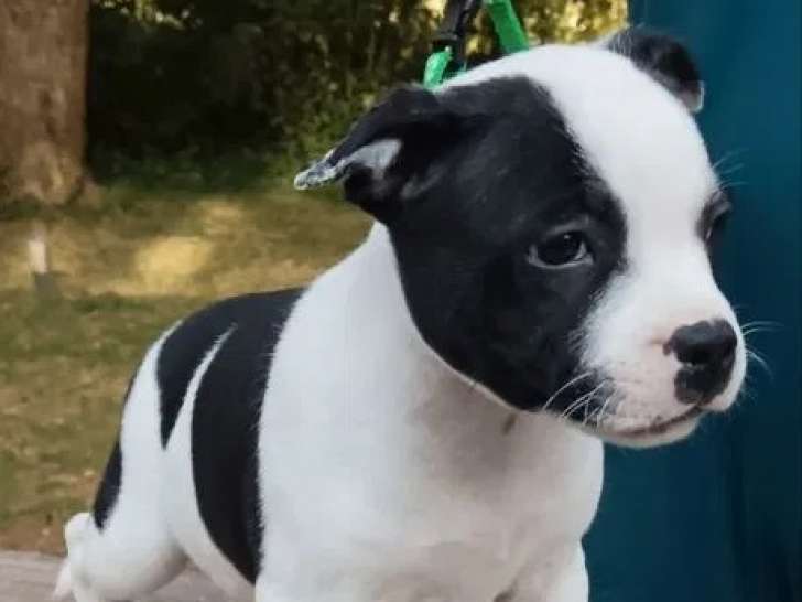 1 chiot mâle Staffordshire Bull Terrier LOF disponible à l’achat