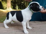 1 chiot mâle Staffordshire Bull Terrier LOF disponible à l’achat