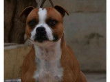 1 chiot mâle Staffordshire Bull Terrier LOF disponible à l’achat