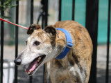 Señorito, Galgo tendre au port princier à adopter