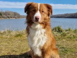 Chien mâle Retriever de la Nouvelle-Écosse de 3 ans à vendre (LOF)