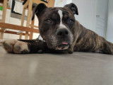 Lecko, adorable Staff à adopter en association