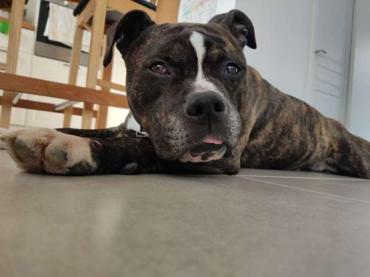 Lecko, adorable Staff à adopter en association