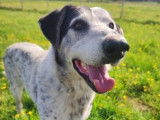 Yuvé le sicilien, chien de grande taille à adopter en association