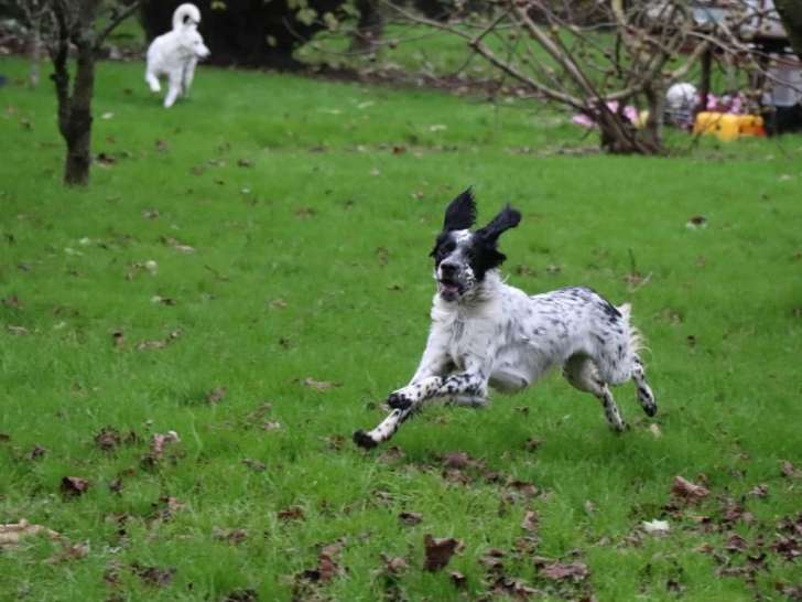Yugo, énergique Setter au cœur tendre à adopter en association