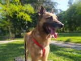 Digo, Malinois à adopter en association