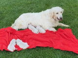 4 chiots Golden Retriever LOF à vendre