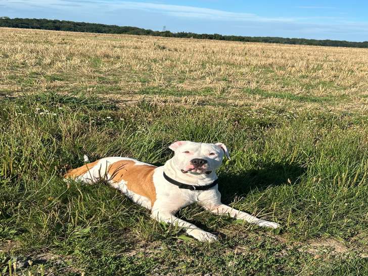 Recherche femelle pour saillie avec un Satff croisé Labrador