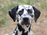 Uma, jeune femelle Dalmatien LOF à vendre