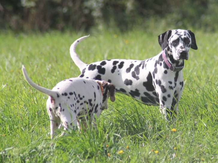 Uma, jeune femelle Dalmatien LOF à vendre