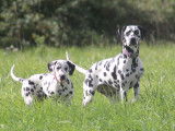 Uma, jeune femelle Dalmatien LOF à vendre