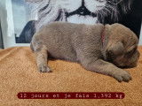 Chiots American Bully à vendre