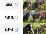 Chiots Border Collie LOF à vendre