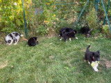 Chiots Border Collie LOF à vendre