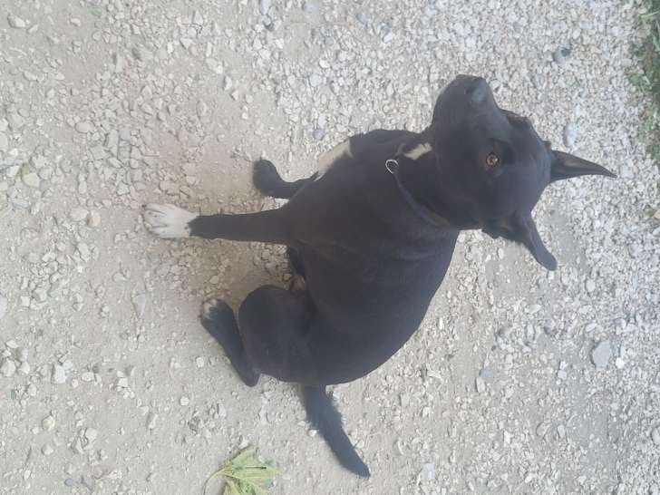 Jeune chien Malinois croisé Staffie de 9 mois à donner
