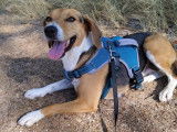 Encina, chienne croisée Beagle de 4 ans à adopter
