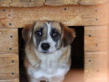 Daisy, chienne adulte à adopter