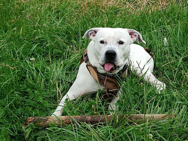 Dogue Argentin à donner