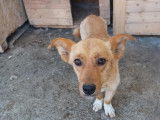Kimi, jeune chienne à adopter d'urgene