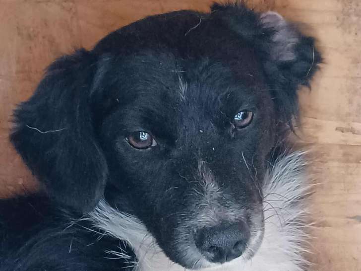 Zéphir, petit chien adulte à adopter et à sauver de l'euthanasie