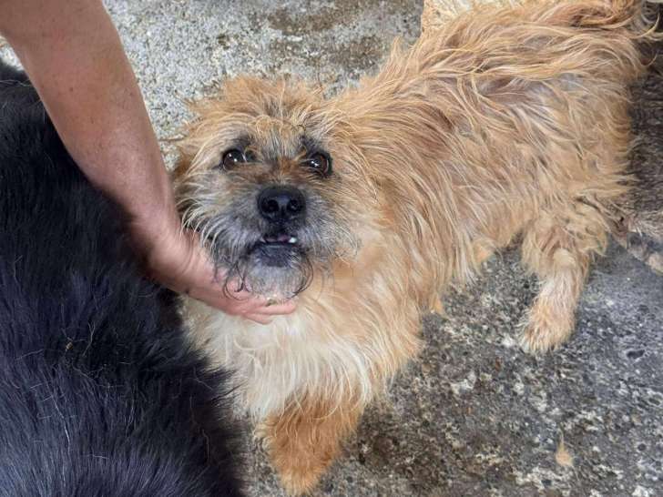 Milou chien à adopter et à sauver de l'euthanasie