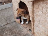 Lucky, chien à adopter (risque l'euthanasie)