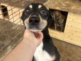 Pufy, chien de taille moyenne à adopter