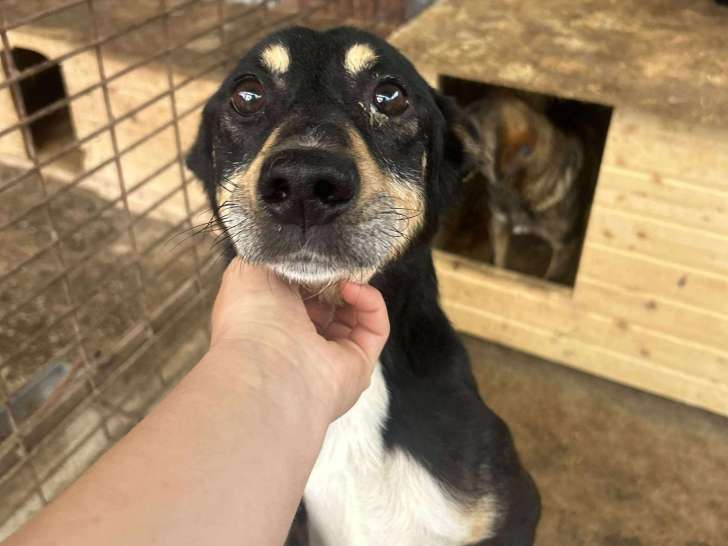 Pufy, chien de taille moyenne à adopter