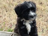 À vendre des chiots Bichons Havanais (LOF)