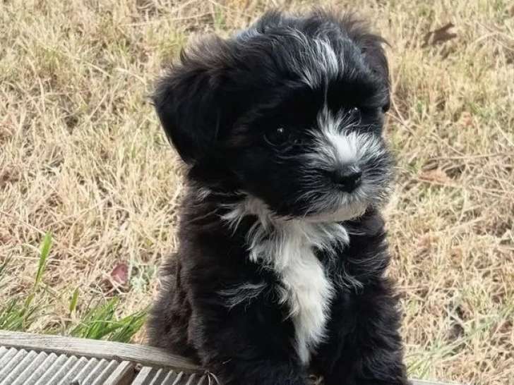À vendre des chiots Bichons Havanais (LOF)