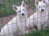 À vendre des chiots Bergers Blancs Suisses (LOF)