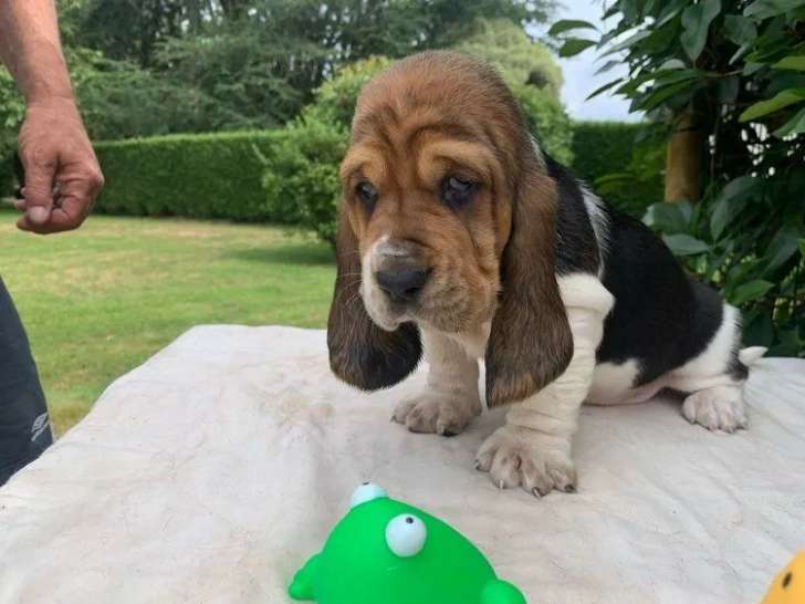4 chiots Basset Hound LOF à réserver
