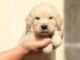 À réserver 11 chiots Golden Retrievers LOF