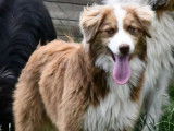Chienne Berger Australien de 2 ans disponible à l’achat (LOF)