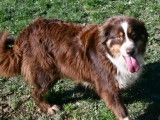 Une chienne Berger Australien LOF de 4 ans à vendre