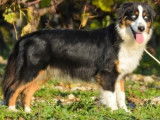 À vendre une chienne Berger Australien noire de 6 ans (LOF)