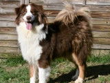 Une chienne Berger Australien marron de 6 ans disponible à la réservation (LOF)