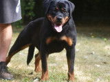À vendre une chienne Rottweiler LOF d’un an