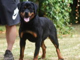 À vendre une chienne Rottweiler LOF d’un an