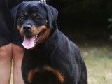 À vendre une chienne Rottweiler LOF d’un an
