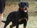 À vendre une chienne Rottweiler LOF d’un an