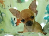 Un chiot mâle Chihuahua LOF fauve à vendre