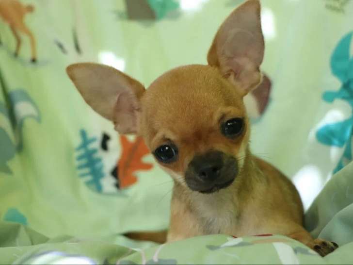 Un chiot mâle Chihuahua LOF fauve à vendre