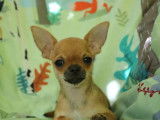 Un chiot mâle Chihuahua LOF fauve à vendre