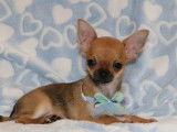 Un chiot mâle Chihuahua LOF fauve à vendre