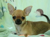 Un chiot mâle Chihuahua LOF fauve à vendre