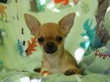 Un chiot mâle Chihuahua LOF fauve à vendre